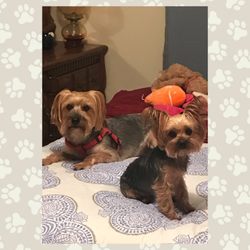 Elite Pet Service - Benny & Dolly