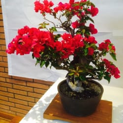 Japanese Cultural Festival - Bonsai Plant Display (H's fav)