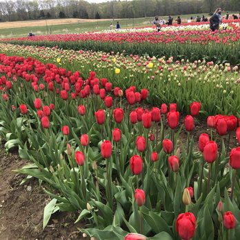 Wicked Tulips Flower Farm - Pick Your Own Farms Near Me - Preston, Connecticut Wicked Tulips Flower Farm - Pick Your Own Farms Near Me - Preston, Connecticut