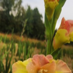 Summerville's Gladiolus - Beautiful Flowers