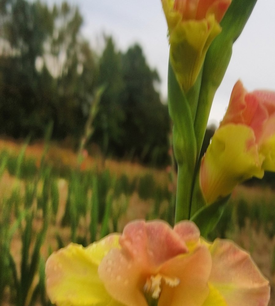 SUMMERVILLE’S GLADIOLUS Updated September 2024 21 Photos Ewan