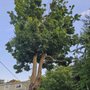 Photo of Canopy Kings Tree Service