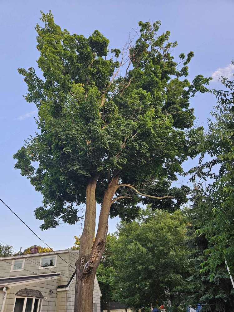 Canopy Kings Tree Service - tree service in Hamlin, NY