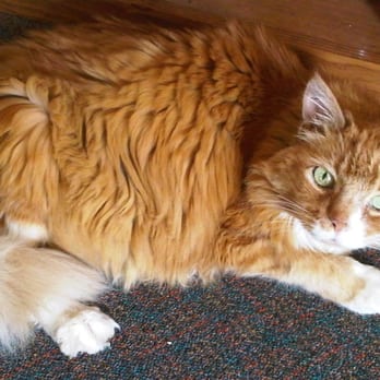 Westcliff Lodge - the cute 18 year old cat that graces the front office most days. This cat is friggin awesome. - Hotels Near Me - Hood River, Oregon Westcliff Lodge - the cute 18 year old cat that graces the front office most days. This cat is friggin awesome. - Hotels Near Me - Hood River, Oregon