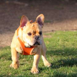 Irvine Central Bark Dog Park
