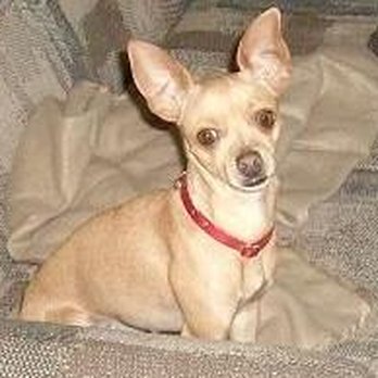 Best Dog Pet Grooming - Pet Groomers Near Me - Parker, Arizona Best Dog Pet Grooming - Pet Groomers Near Me - Parker, Arizona