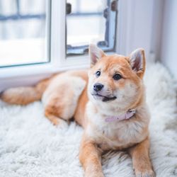 Moore Pet Supplies