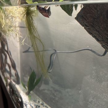 Petco - They interact with me a lot when I'm near the tank, they play most of the time but definitely let me know when it's feeding time - Pet Stores Near Me - Beachwood, Ohio