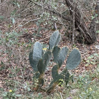 Latta Branch Greenbelt - Cactus - Hiking Near Me - Austin, Texas Latta Branch Greenbelt - Cactus - Hiking Near Me - Austin, Texas