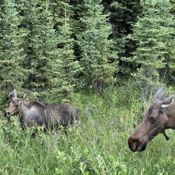 Anchorage Trolley Tours - Moose momma and baby