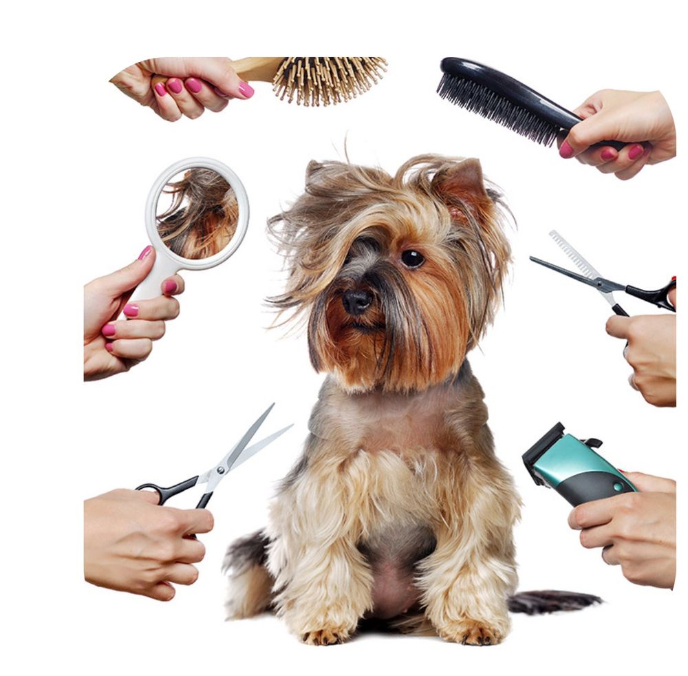 GLENDA’S FUREVER GROOMING Updated September 2024 Reno, Nevada Pet