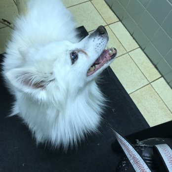 Eglinton Veterinary Facilities - Waiting for her checkup! - Veterinarians Near Me - Toronto, Ontario