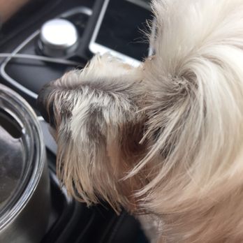 The Hound Hut - Horrible cut job.  Uneven all over. - Pet Groomers Near Me - Arlington, Texas