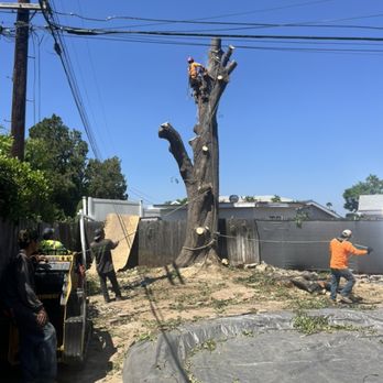 Ceron Landscaping - Always safety first process of cutting down this big tree. - Tree Services Near Me Ceron Landscaping - Always safety first process of cutting down this big tree. - Tree Services Near Me