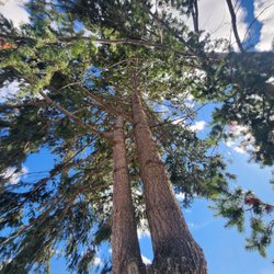 Goodfellers Tree Care