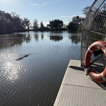 Airboat Adventures - Airboat alligator - Boat Tours Near Me - Lafitte, Louisiana