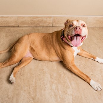 Fuzzy Beastie Photography - Beautiful - Pet Photography Near Me Fuzzy Beastie Photography - Beautiful - Pet Photography Near Me