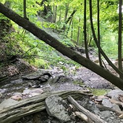Clarks Gully - Lower Gully