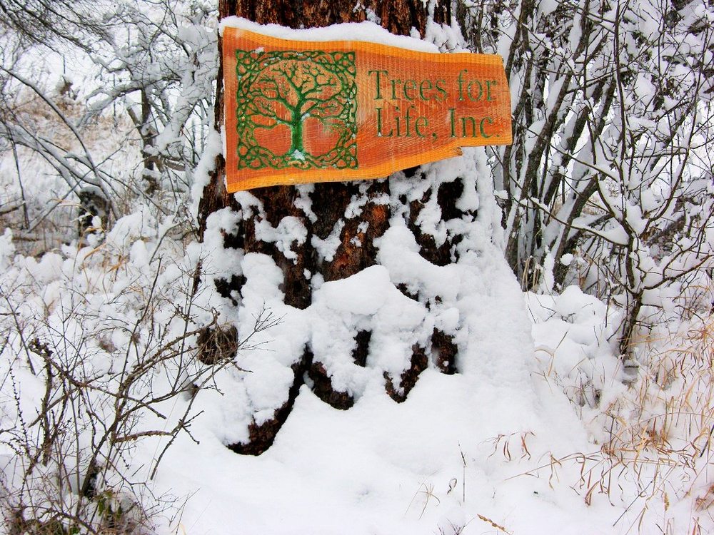 TREES FOR LIFE MONTANA Updated June 2024 Bigfork, Montana Tree