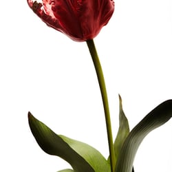 J. Nichols Clay Botanicals