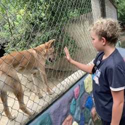 Zoologico De Vallarta - Dingo