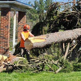Royal Oak Tree Services - Owner Nicholas Gonzales cutting a storm damaged pine tree in Butler, PA - Tree Services Near Me - Tarentum, Pennsylvania Royal Oak Tree Services - Owner Nicholas Gonzales cutting a storm damaged pine tree in Butler, PA - Tree Services Near Me - Tarentum, Pennsylvania