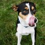 Photo of Beyond Sit Dog Training & Pet Services