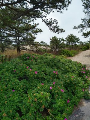 Popham Beach State Park by null