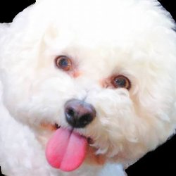 Andrea's Dog Grooming - This is my wonderful pet Melody. She is a Bichon Frise.
