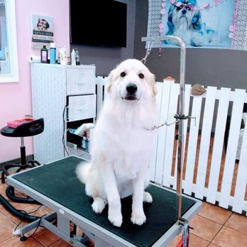 Poshy Paws - Haircut - Pet Groomers Near Me - Anchorage, Alaska