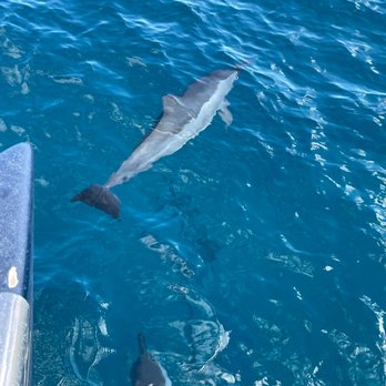 Capt Andy's - LOTS of Spinner dolphins on the morning trip! - Boat Tours Near Me - Ele'ele, Hawaii