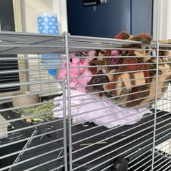 Hampden Veterinary Hospital - One of the waiting area's cute lil rats