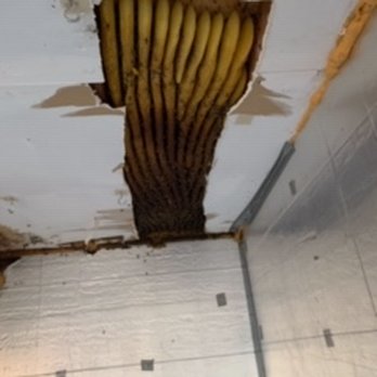 Bee Removal Logics - Pest Control Near Me