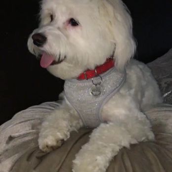 Pampered Pooch - Pet Groomers Near Me - San Antonio, Texas