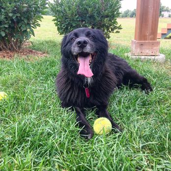 Meadow Run Dog Park - Pet Groomers Near Me - Kalamazoo Township, Michigan