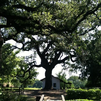 William B Ide Adobe State Historic Park - View of the over 250 year old oak tree that is in front of the William B. Ide Adobe House. - Parks Near Me - Red Bluff, California William B Ide Adobe State Historic Park - View of the over 250 year old oak tree that is in front of the William B. Ide Adobe House. - Parks Near Me - Red Bluff, California