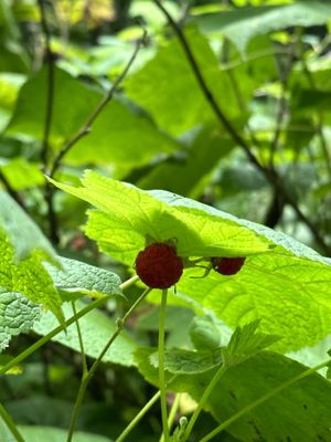 Newport State Park by null