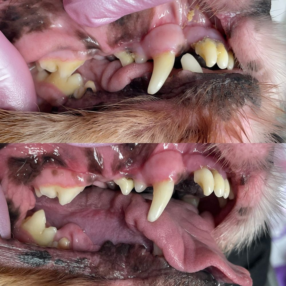 Bright N Shine Pet Dental - Teeth cleaning - Pet Groomers Near Me - Pompano Beach, Florida Bright N Shine Pet Dental - Teeth cleaning - Pet Groomers Near Me - Pompano Beach, Florida