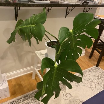 Plant Shop Chicago - Nurseries & Gardening Near Me - Chicago, Illinois Plant Shop Chicago - Nurseries & Gardening Near Me - Chicago, Illinois