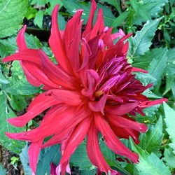 Maine Media Workshops + College - Red Dahlia with spiraling petals!