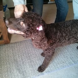 Pampered Pets Parlor - Eilee says "after my groom"