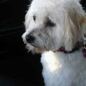 Pet Grooming By Alejandra - Pet Groomers Near Me - Vallejo, California