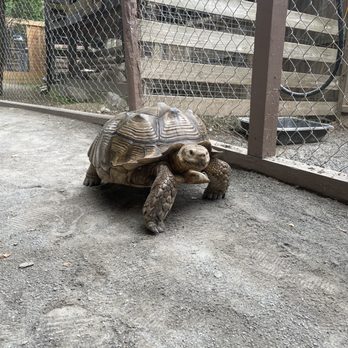 Jungle Experience Zoo - Tortoise - Petting Zoos Near Me - Granville, New York