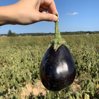 Lewin Farms - Eggplant - Pick Your Own Farms Near Me - Calverton, New York Lewin Farms - Eggplant - Pick Your Own Farms Near Me - Calverton, New York