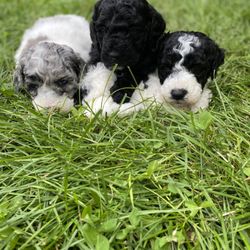 Primrose Cottage Puppies