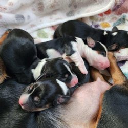 Washoe County Regional Animal Services - Stella and her litter of 4. Miniature short hair and long hair dachands.  Becky Lewis