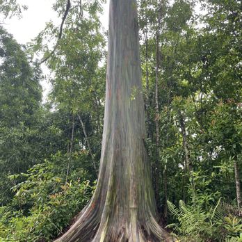 Dynamic Tour Maui - Rainbow Tree during Road to Hana - Bus Tours Near Me - Wailuku, Hawaii