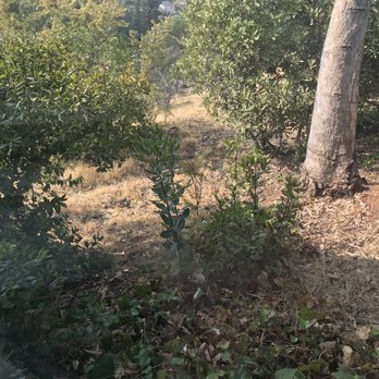CID Management Inc - This is what they call weed abatement - Property Management Near Me - Concord, California