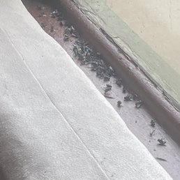 All the flys in the window sill under there camouflage girl climbing the rope. All the flys in the window sill under there camouflage girl climbing the rope.