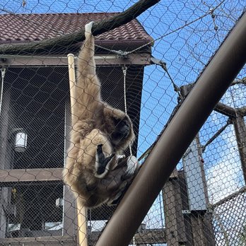 Zoo Knoxville - Zoos Near Me - Knoxville, Tennessee Zoo Knoxville - Zoos Near Me - Knoxville, Tennessee